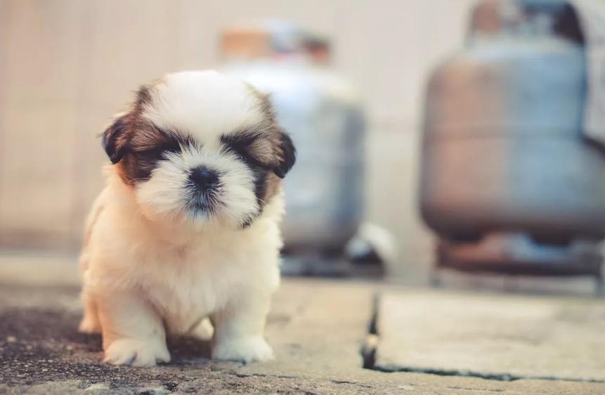 带狗狗可以去哪里玩:探寻城市与自然的完美结合